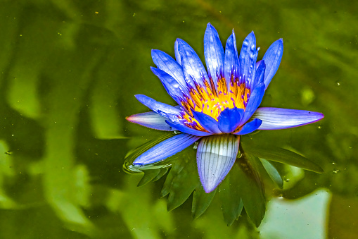 Blue Egyptian Flower Nymphaea Caerulea Water Lily Green Pond Vizcaya Garden Miami Florida