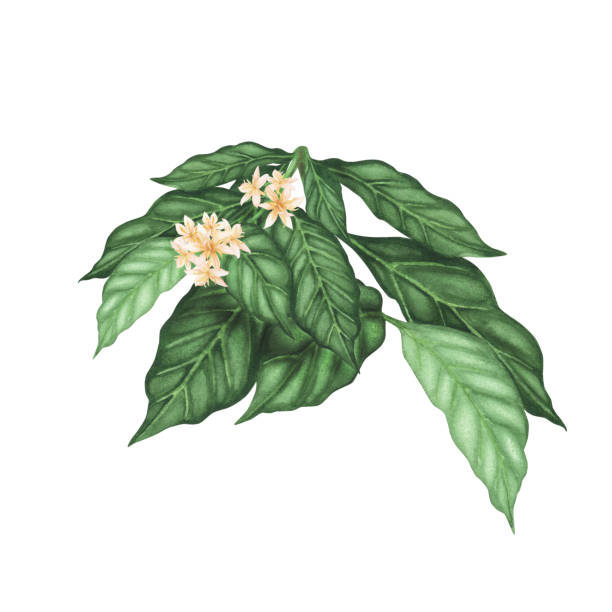 Ilustración de Rama De Planta De Café Con Flores Aisladas Sobre Blanco Ilustración De Acuarela Dibujada A Mano Para Diseño y más Vectores Libres de Derechos de Agricultura - iStock Ilustración de Rama De Planta De Café Con Flores Aisladas Sobre Blanco Ilustración De Acuarela Dibujada A Mano Para Diseño y más Vectores Libres de Derechos de Agricultura - iStock