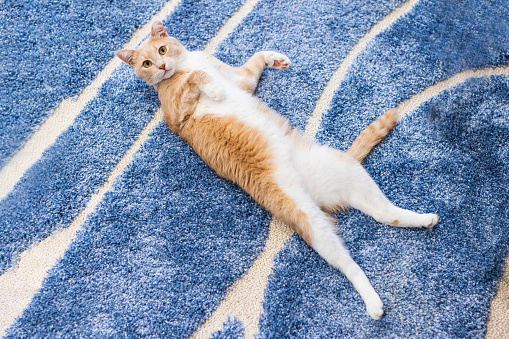 Relaxed and happy ginger cat rolling on the floor with his belly up.