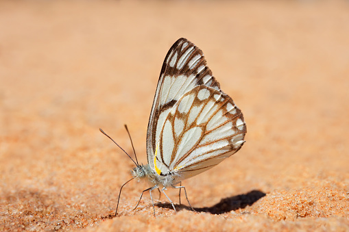 A brown-veined white (Belenois aurota) butterfly sitting on sand, South Africa