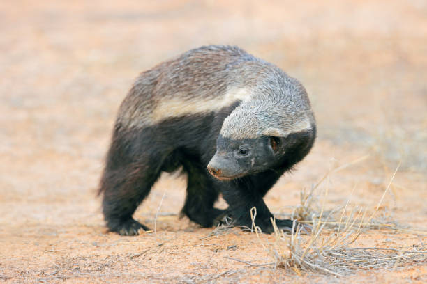 Honey Badger Stock Photos, Pictures & Royalty-Free Images - iStock