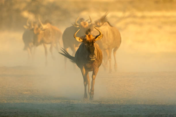 Blue wildebeest (Connochaetes taurinus) walking in dust, Kalahari desert, South Africa stock photo