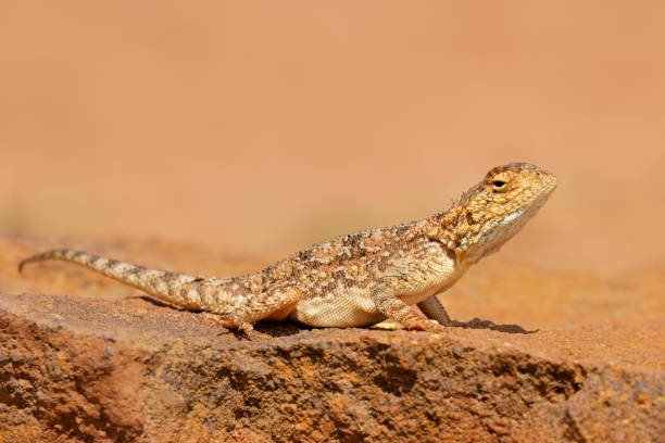 istock Ground agama (Agama aculeata) sitting on a rock, South Africa 1456706245