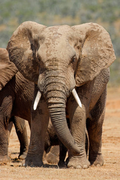 duży słoń afrykański w naturalnym środowisku, park narodowy addo elephant, republika południowej afryki - addo south africa southern africa africa zdjęcia i obrazy z banku zdjęć