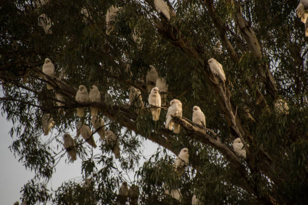 istock cockatoos on a branch 1456707747
