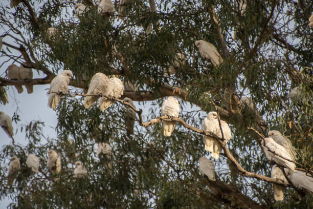 istock cockatoos on a branch 1456707762