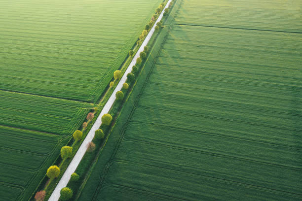 istock Aerial View On Tree-Lined Country Road 1456709265