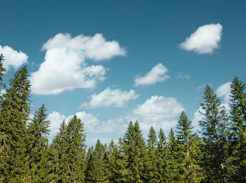 Green pine forest with fluffy clouds. Low angle view.