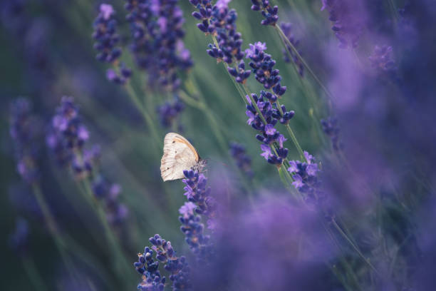 istock Butterfly In Lavender Field 1456709279