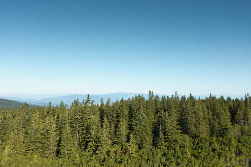 Aerial view on green pine forest in the mountains.