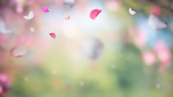 Colourful cherry petals falling from the trees. Full frame panoramic background.