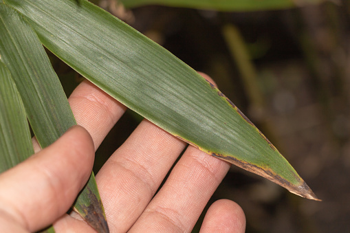The Sick Leaves of a Bamboo plant in the Gardener's Hand: A Close-Up View.