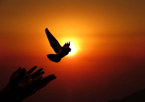 Bird flying from an open hand for freedom, freedom concept, concept of liberty found, hope concept, bird set free. stock photo