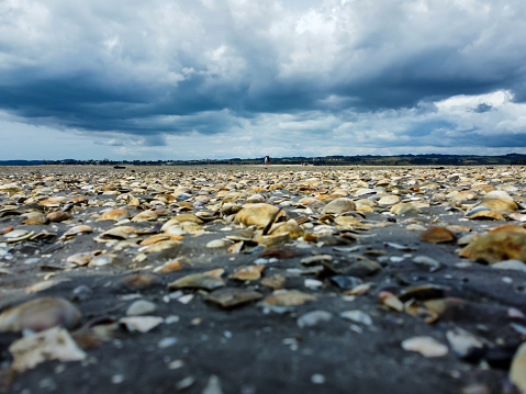 seashells in tideland