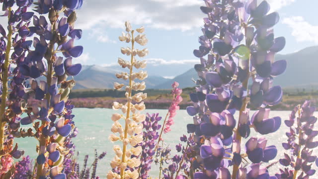 Wild colourful lupine flowers swaying in the wind with warm afternoon sunlight and mountain background