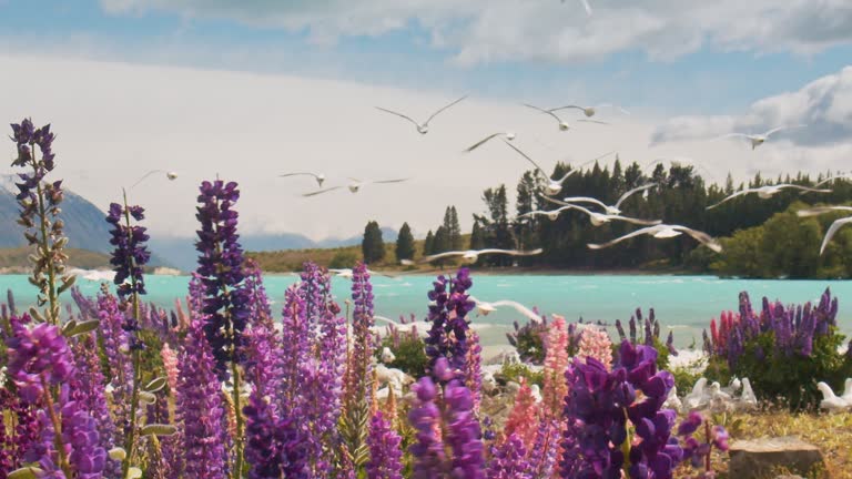 Wild colourful lupine flowers swaying in the wind with birds flying overhead against mountain backdrop