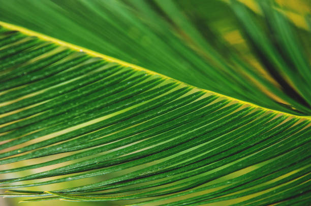 istock Natural tropical texture background of palm leaf 1456724121