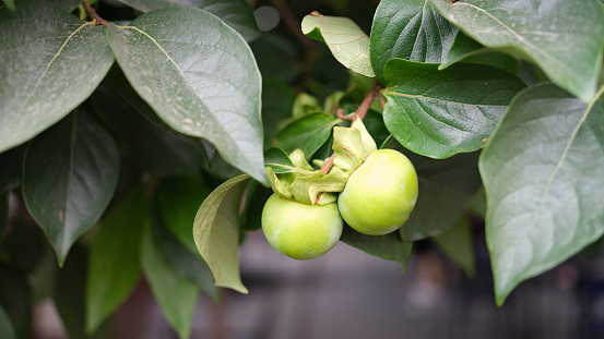 Green apple plum or peach on tree in garden. Growing fruits in garden concept