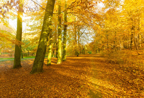 istock Colorful autumn in park. 1456725256