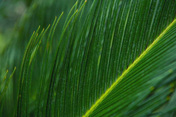 istock Natural tropical texture background of palm leaf 1456725605