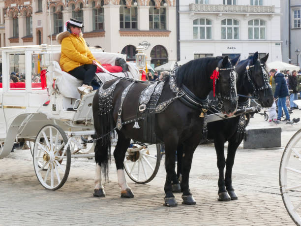 White caleche drawn by two black horses on Krakow main square. White caleche drawn by two black horses on Krakow main square. caleche stock pictures, royalty-free photos & images