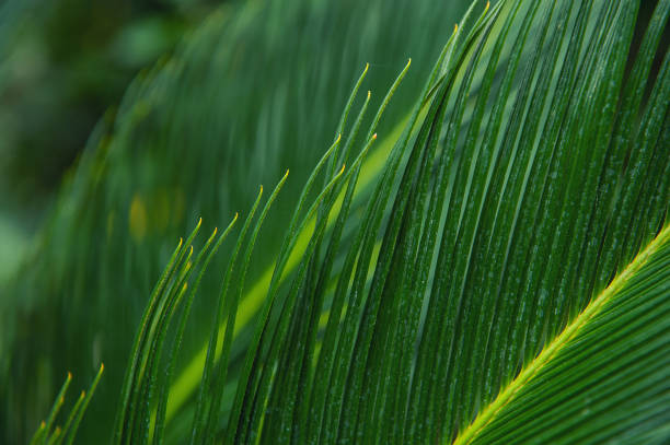 istock Natural tropical texture background of palm leaf 1456726192