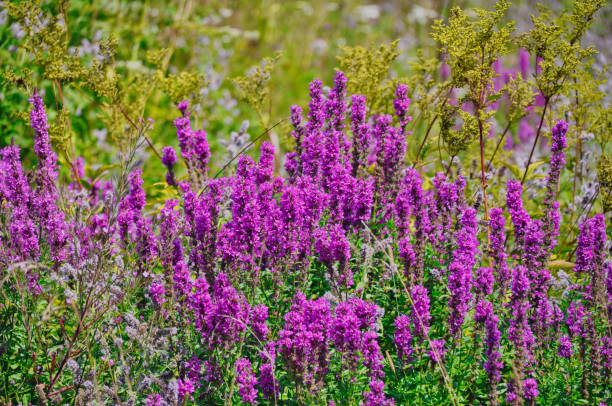 purple flowers in a meadow in the mountains lythrum virgatum purple flowers in a meadow in the mountains lythrum salicaria purple loosestrife stock pictures, royalty-free photos & images