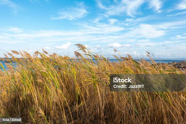 Reed Bed On The Coast Stock Photo - Download Image Now - Backgrounds, Beauty, Brown