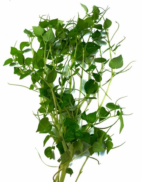 istock suruhan herbal plant (peperomia pellucida) useful for traditional medicine 1456730113