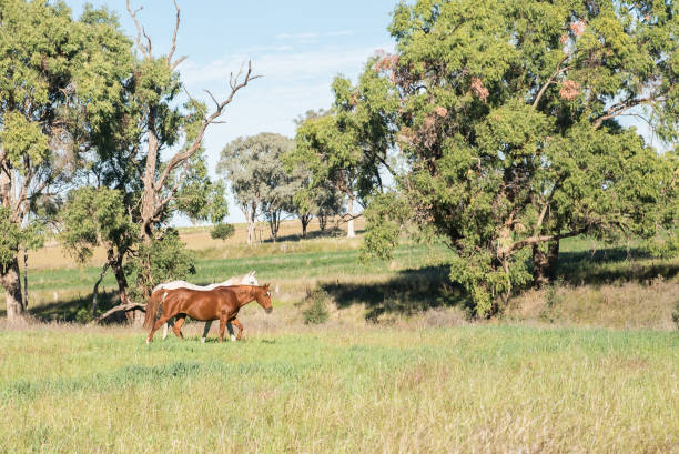 istock Horses in the field 1456730139