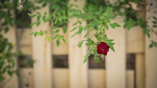 a rose growing along a fence