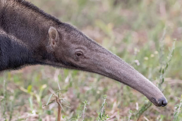 巨大なアリクイの肖像画 - southern tamandua ストックフォトと画像