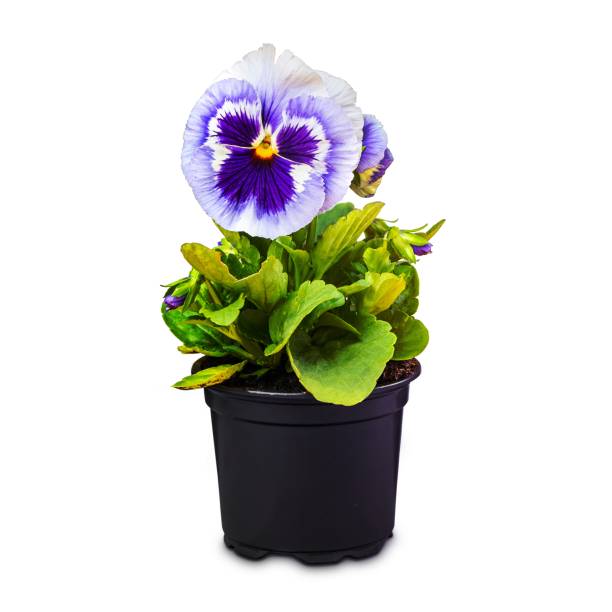 istock Viola wittrockiana flower 1456730816