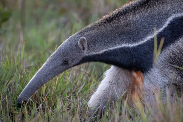 portrait de fourmilier géant - southern tamandua photos et images de collection