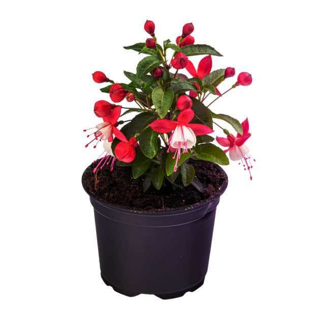 istock Potted pink and white Fuchsia flowers 1456731892