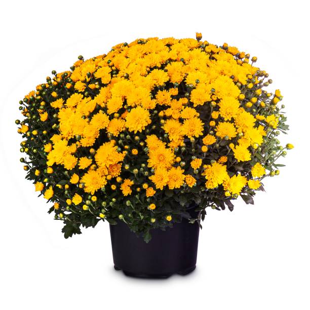 istock Bouquet of yellow chrysanthemum 1456732046