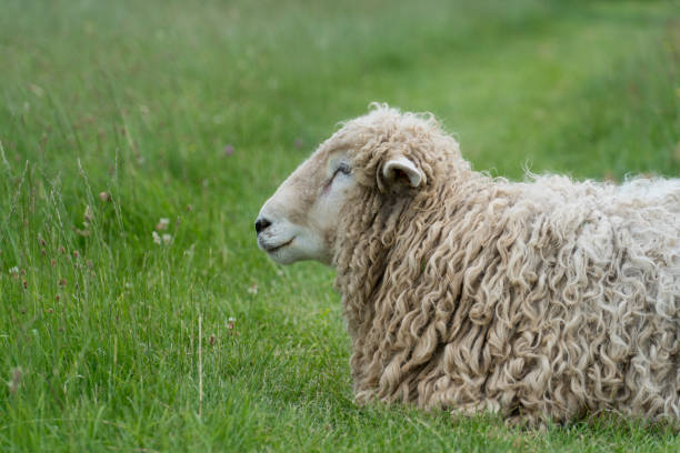 istock adult sheep on a green meadow 1456732252