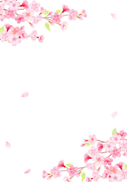 istock Framed illustration of cherry blossoms in hand-drawn watercolor 1456732619