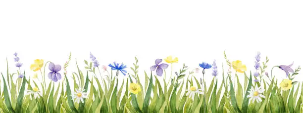Vector illustration of Watercolor vector seamless border with green grass and wildflowers isolated on white background. Greenery flower for wedding invitation, digital projects, Easter, Mother day card decoration, textiles, stationery design.