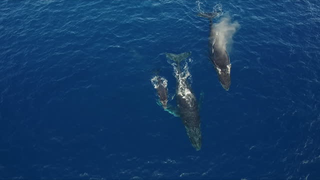 Family of humpback whales swimming on the surface in the deep blue open ocean