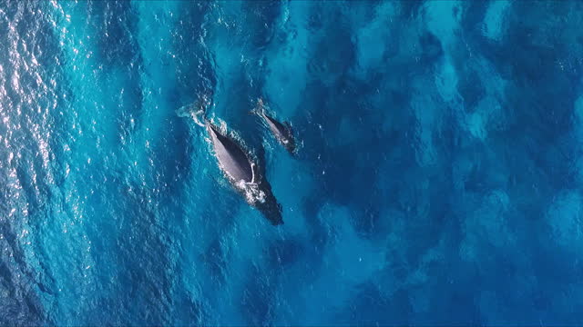 Mother and calf humpback whales swimming on the surface in the deep blue open ocean