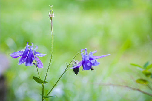 Flowers of the Aquilegia vulgaris, it is a species of columbine native to Europe also known as European columbine, common columbine, grannys nightcap, and grannys bonnet