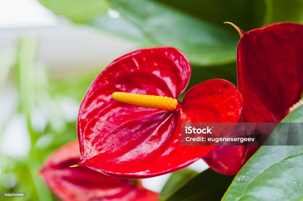 Anthurium Flores Rojas Tropicales Foto Macro Foto de stock y más banco de imágenes de Amor - Amor, Anturio, Aráceas - iStock Anthurium Flores Rojas Tropicales Foto Macro Foto de stock y más banco de imágenes de Amor - Amor, Anturio, Aráceas - iStock