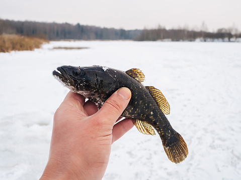 winter fishing fish Perccottus glenii in the hand of a fisherman on the background of ice and snow