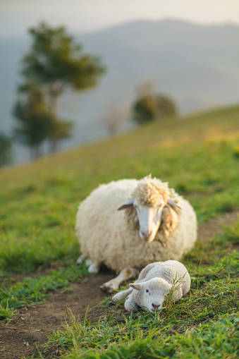 Flock of free range sheep at pasture in high mountains. guard dog lying down at grass, watching around, resting