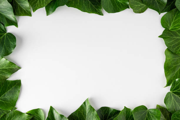 istock Frame made of green leaves on white background. Creative layout. Flat lay. Nature concept. Top view 1456743568