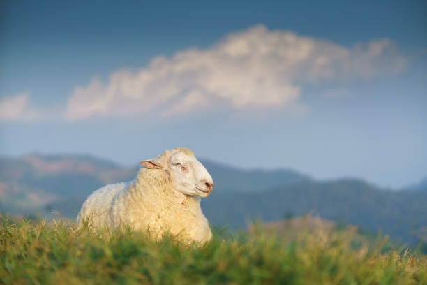 A flock of sheep on a hilltop at Doi Chang, Chiang Rai, Thailand A flock of sheep on a hilltop at Doi Chang, Chiang Rai, Thailand mountain famous place livestock herd stock pictures, royalty-free photos & images