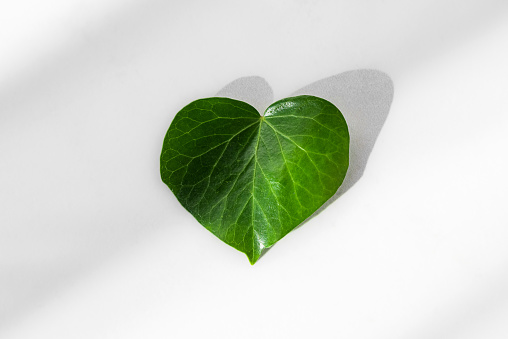 Green leaf heart shaped with hard light and deep shadows on white background. Valentines Day concept. Protection of environment concept