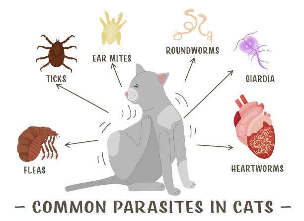 Common external and internal parasites in cats. Common external and internal parasites in cats. Fleas, mites, ticks. Veterinarian infographics. Useful information in cartoon style. Vector illustration. Horizontal poster giardia lamblia stock illustrations