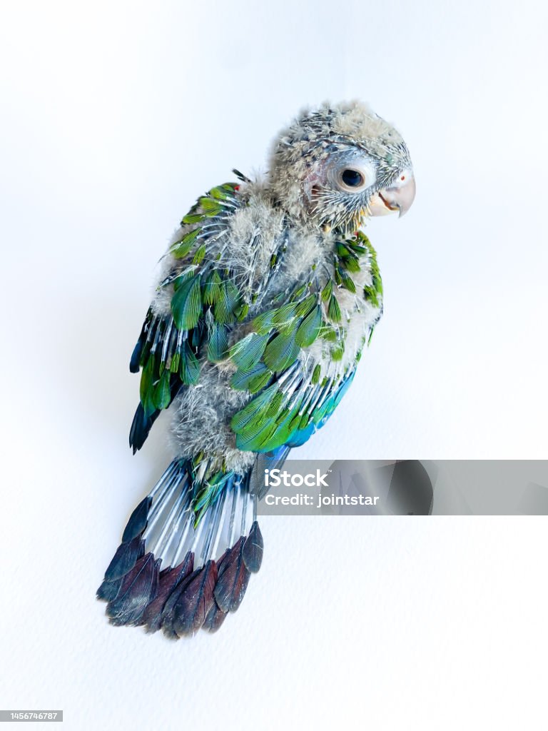 Parakeet Aviary Exotic của OffiDocs cho văn phòng